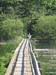 SX14192 Seagull on bridge over Lily Ponds Bosherston.jpg